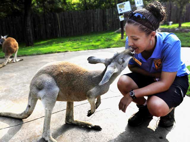 Walk With A Kangaroo Without Leaving Cincy Thanks To New Zoo Exhibit
