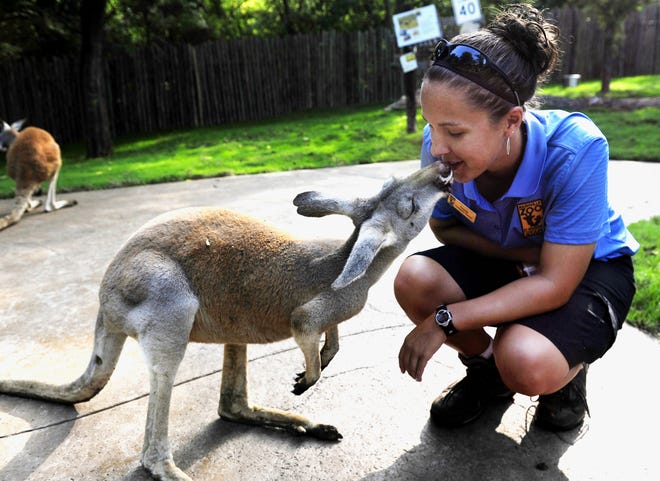 Walk With A Kangaroo Without Leaving Cincy Thanks To New Zoo Exhibit