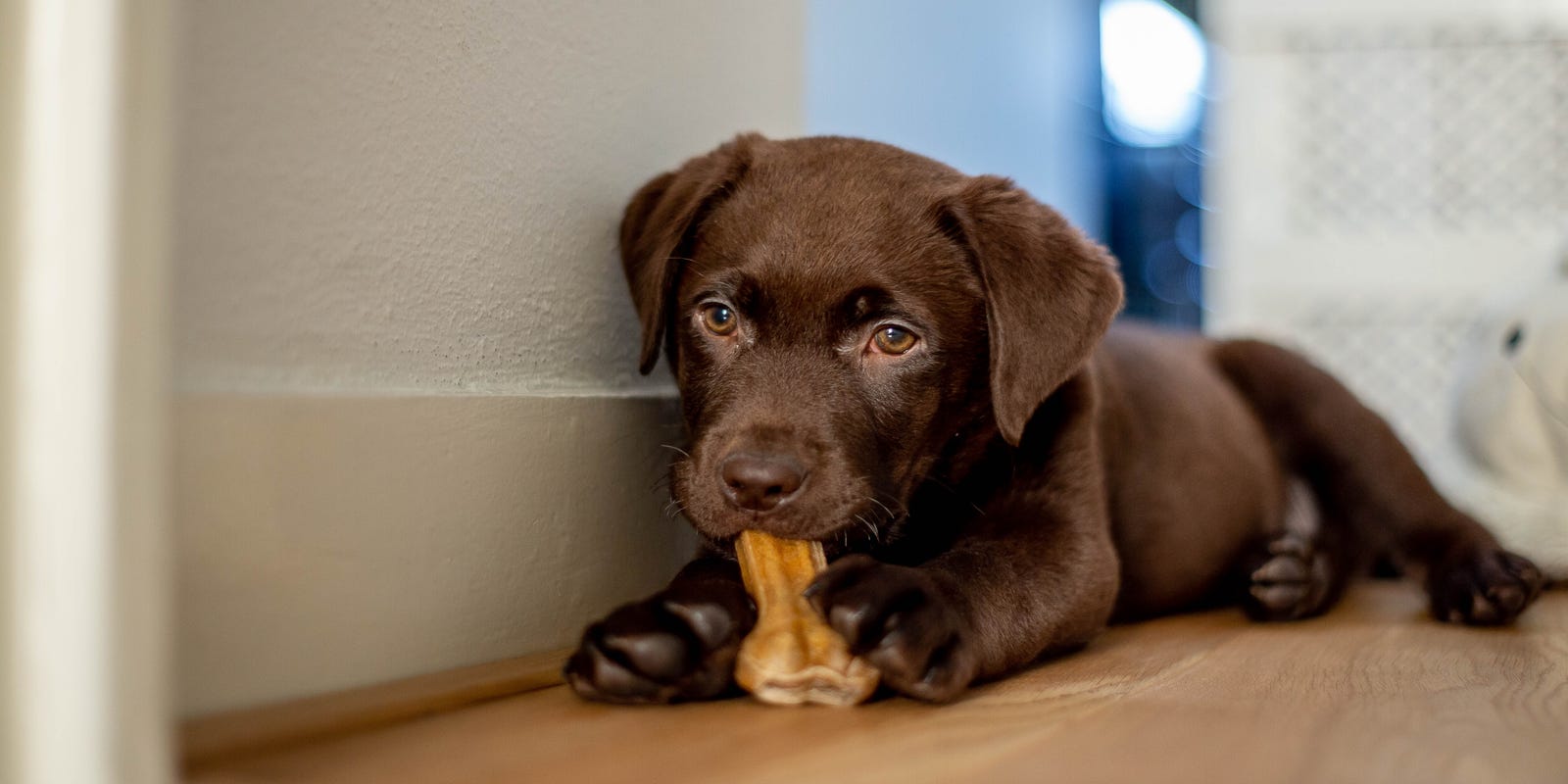 Dogs Puppies At Pet Stores May Be Spreading Drug Resistant Bacteria