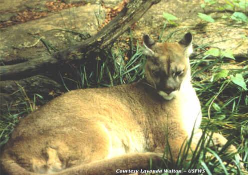 Eastern puma