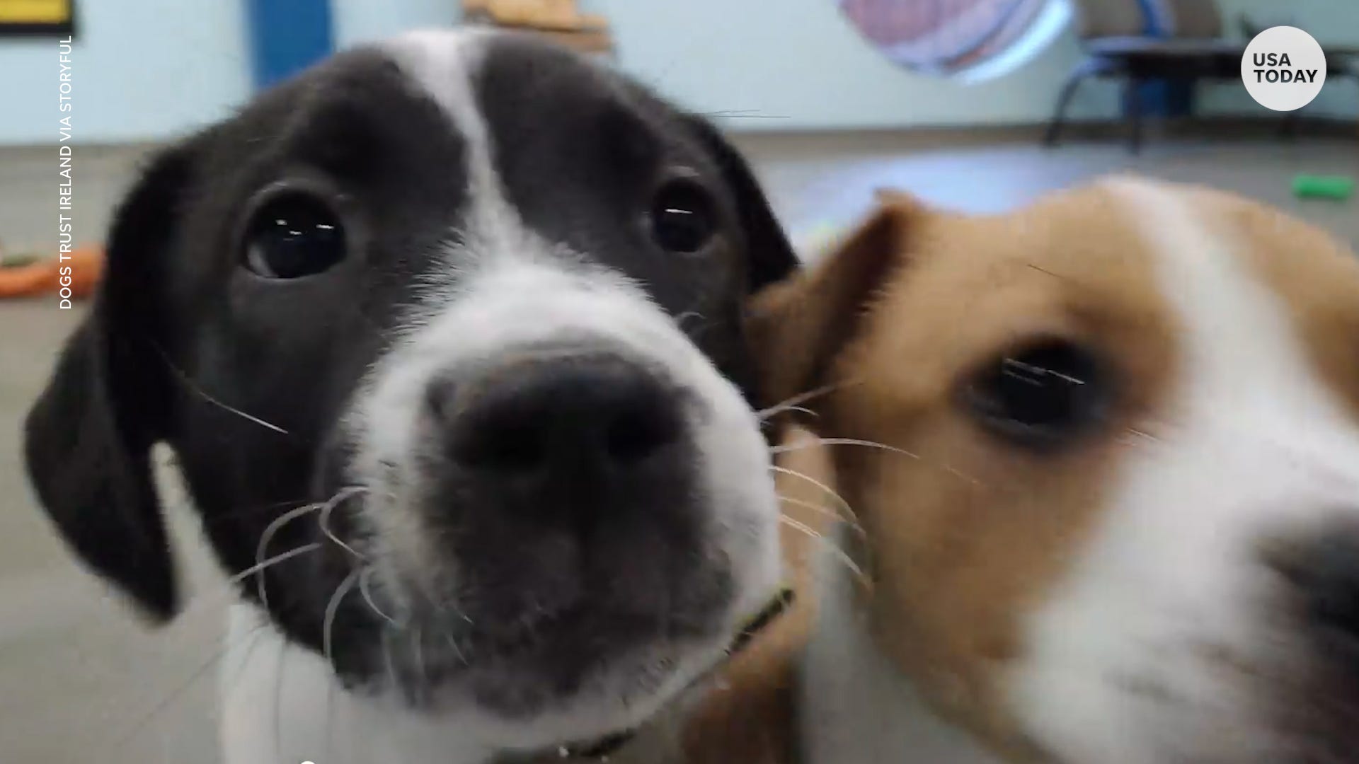Massachusetts Therapy Puppy Steals Toys From Police Holiday Drive