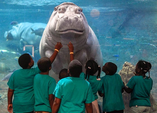 Crowds enjoy the exhibits at Camden's Adventure Aquarium on Thursday, July 25, 2019.