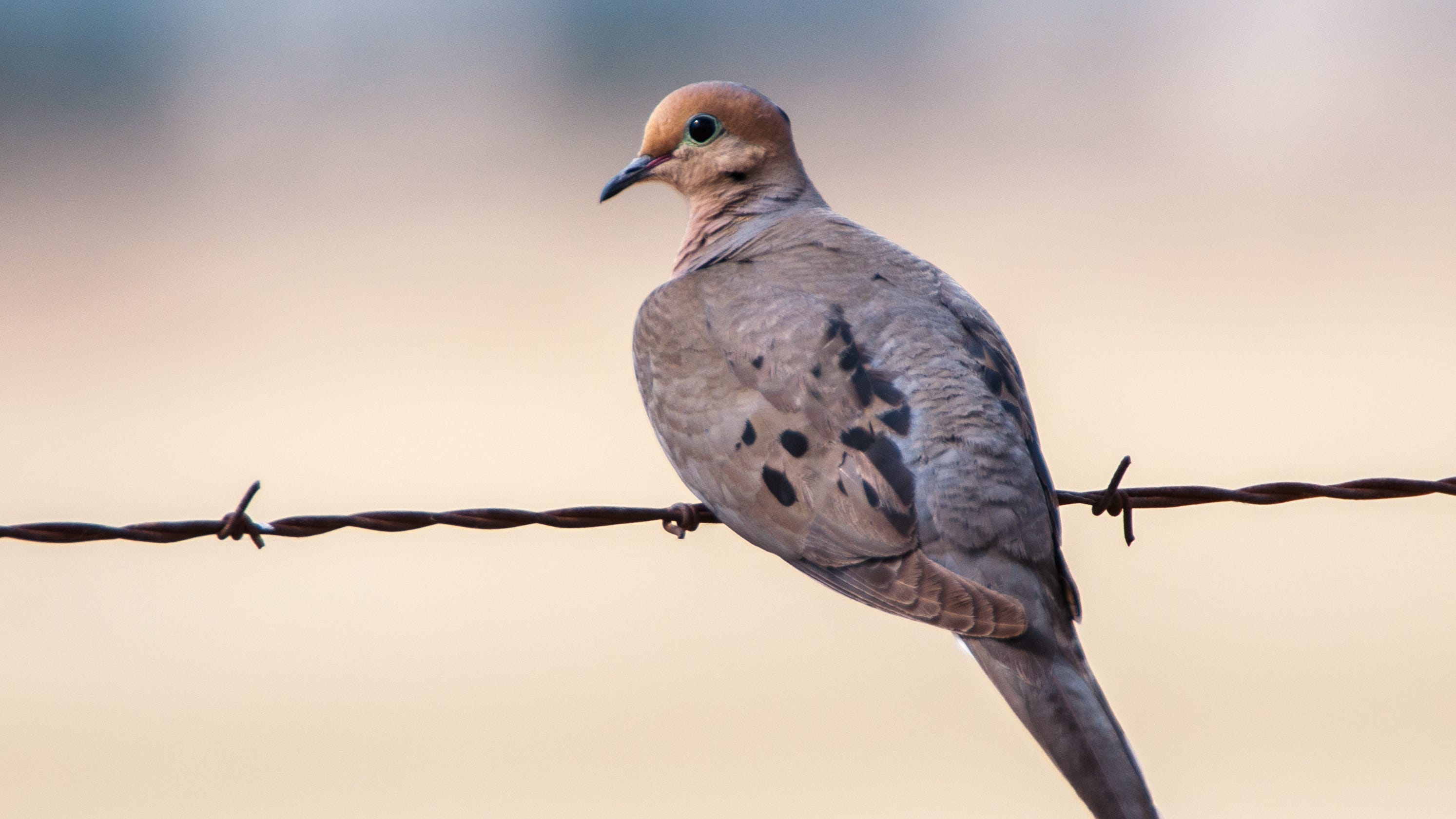 Mourning Dove Parents One Of Few Birds That Feed Offspring Milk Mourning Dove Parents One Of Few Birds That Feed Offspring Milk