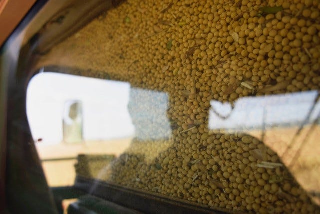 Jeff Deck loads his combine with soybeans in one of his first harvests of the year. Though he lost many acres to flooding, he was pleased with the yield in this one field. Soybeans are one of Indiana's top crops, but the young shoots 