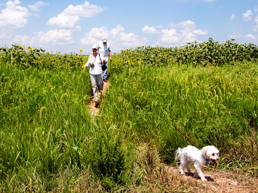 Tori, front right, races ahead of owners Mona and Gary Sanders, center, as they walk the trail from the sunflower fields in Blue Grass FWA Friday afternoon, Aug. 2, 2019. 