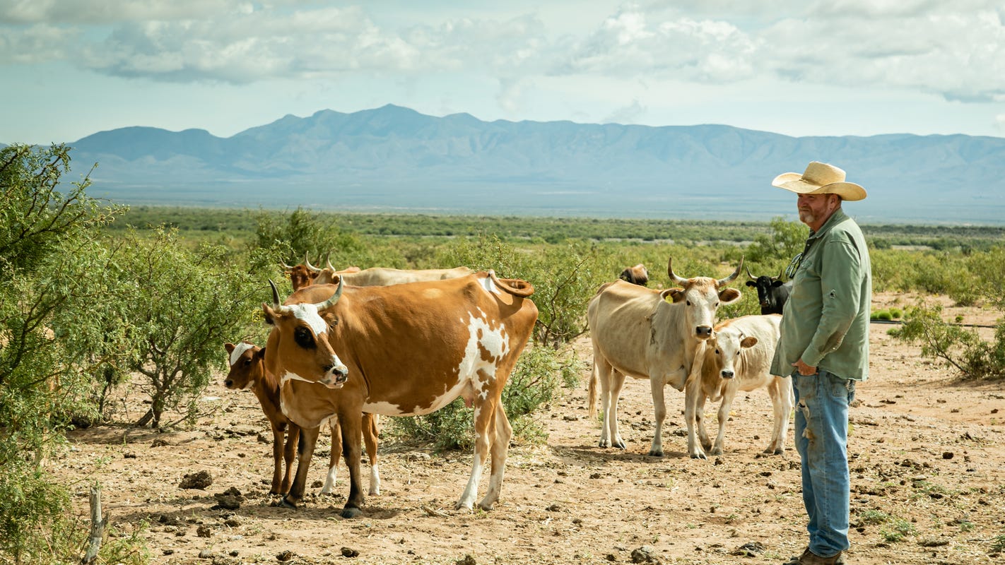 New Mexico State University receives grant to research sustainable beef - The Deming Headlight