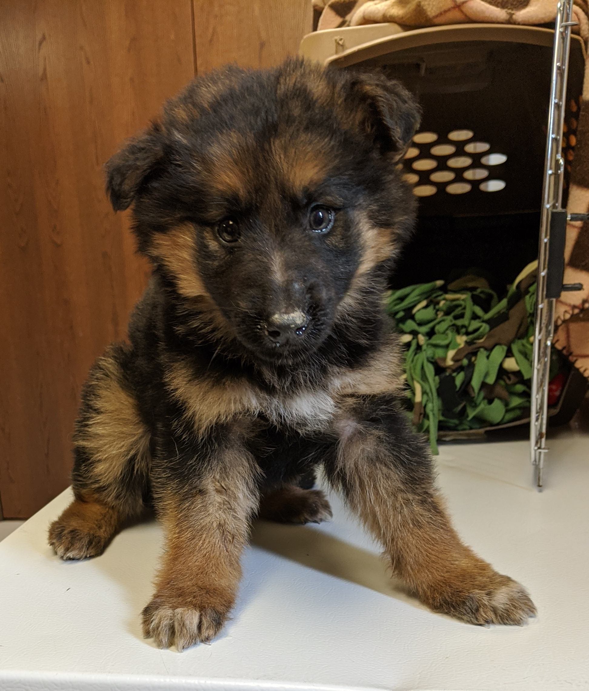 images of puppy german shepherd