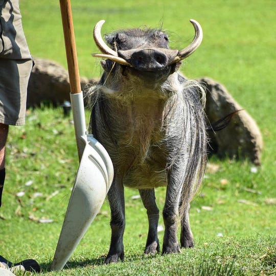 jellycat walter warthog