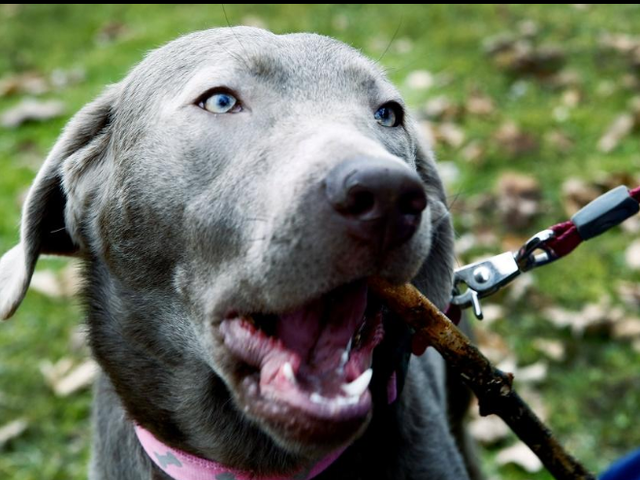 Lost Dogs Reunited With Owners Ohio Man Back With Lucy For Christmas