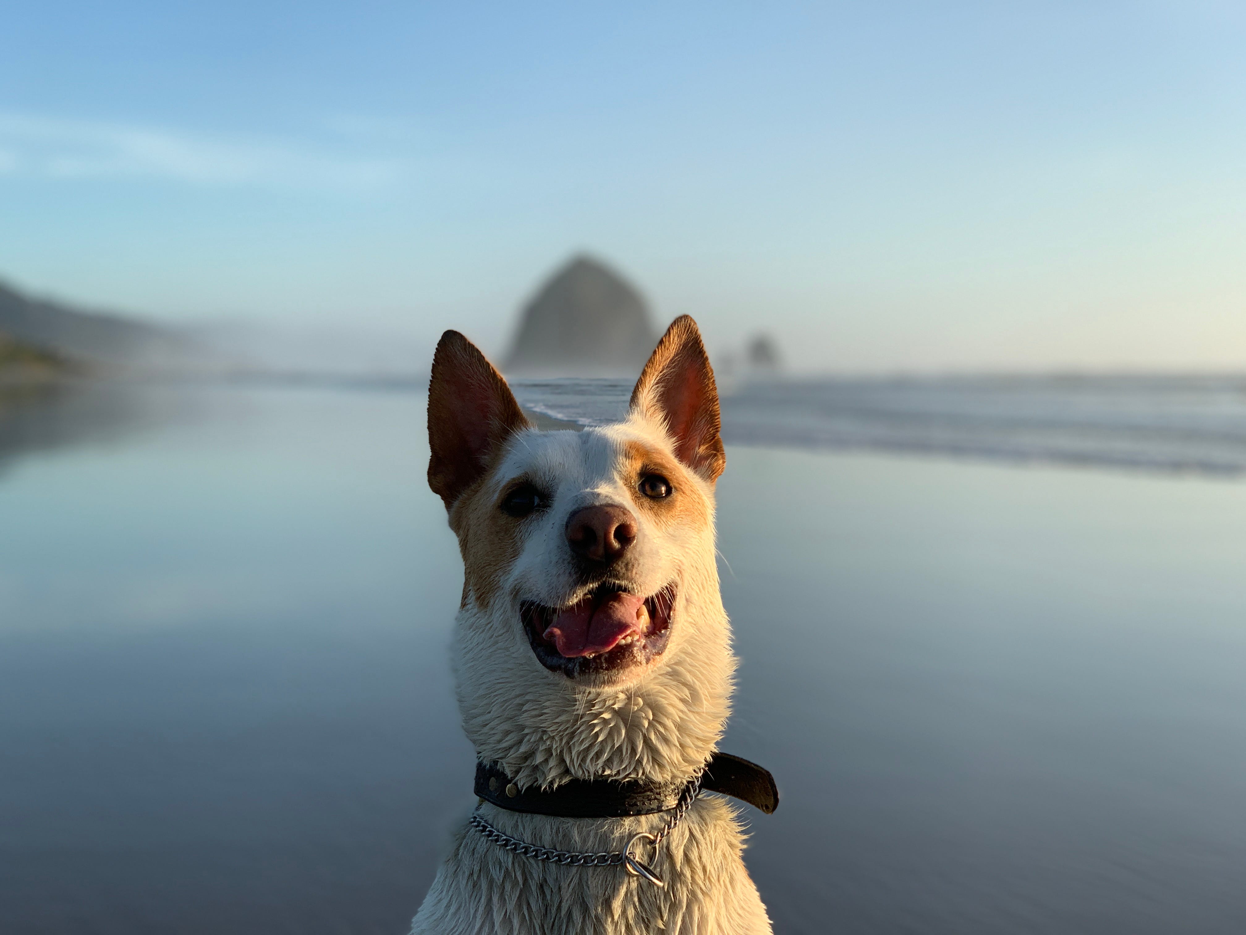 places to visit with dogs