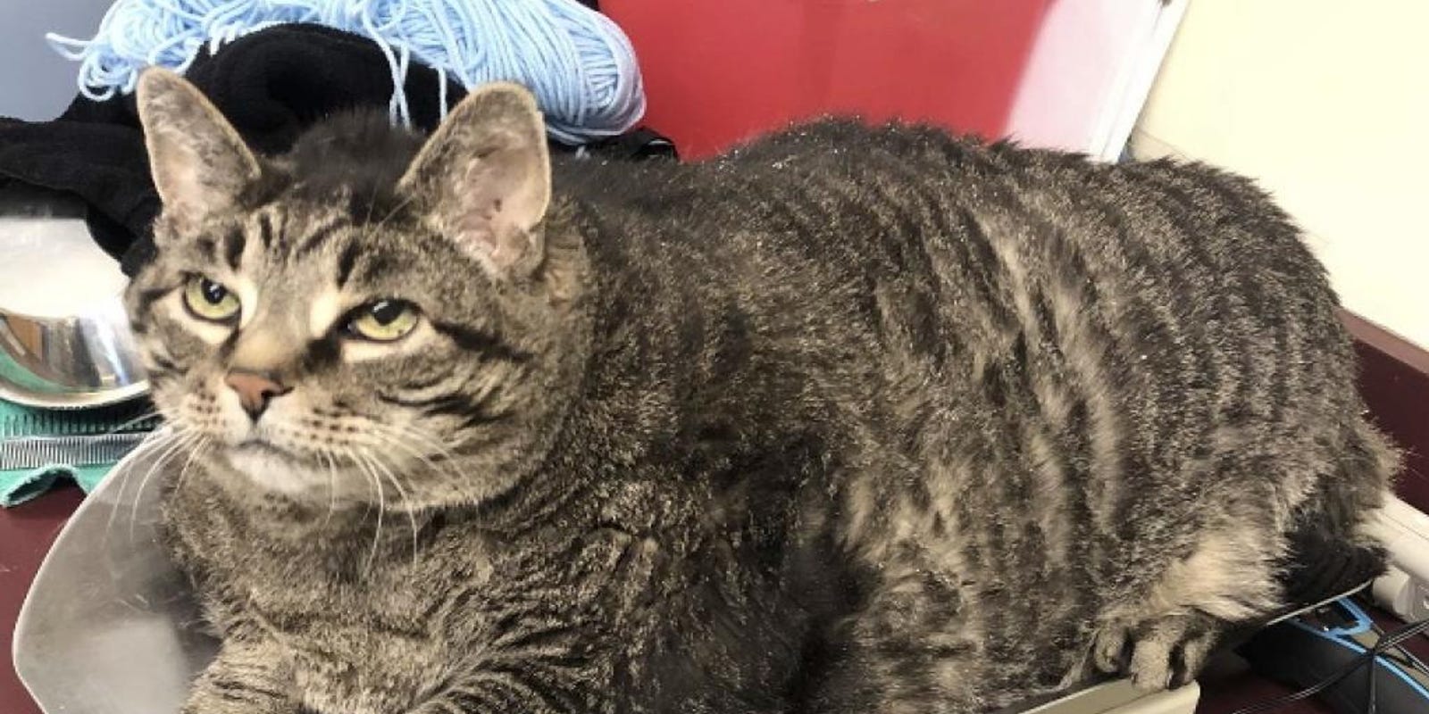 Zack, the chunky cat, adopted from Michigan Humane Society