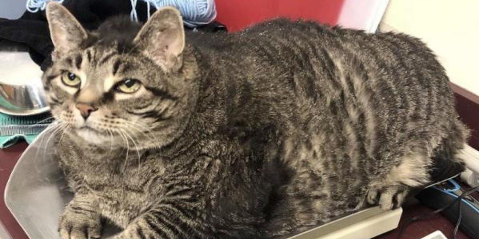 Fat Cat Seeks New Home New Year Resolution To Lose Weight 