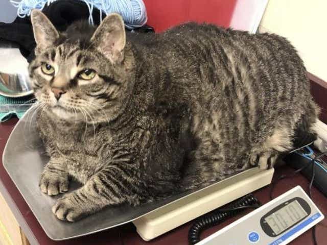 Fat Cat Seeks New Home New Year Resolution To Lose Weight