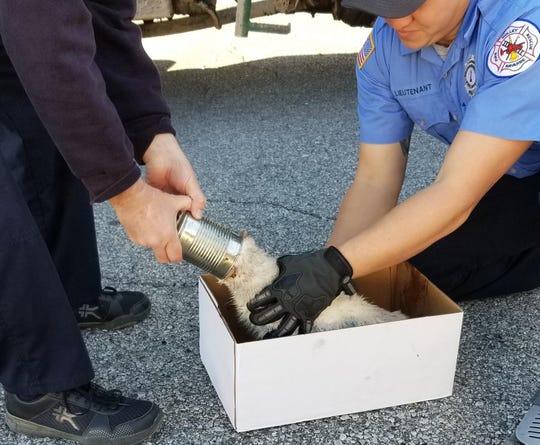 Firefighters Rescue Cat with Head Stuck in a Can