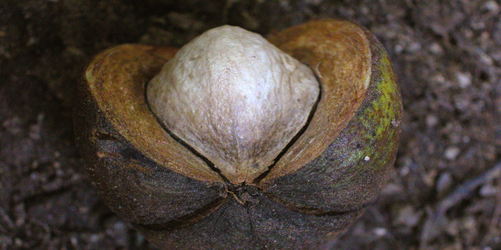 Shagbark hickory valued for its tough wood