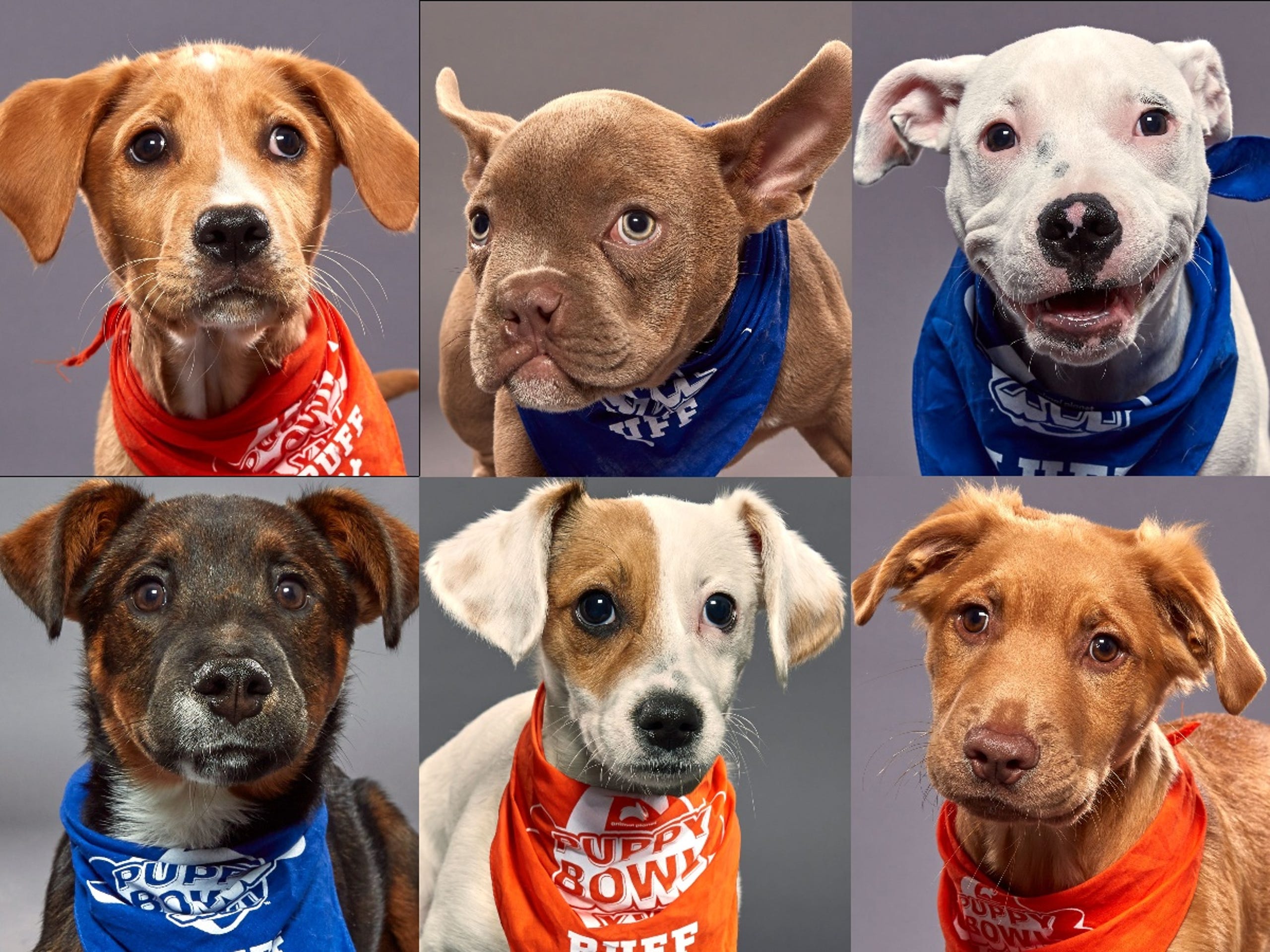 Puppy Bowl Xvi Photos Meet The Rescue Dogs