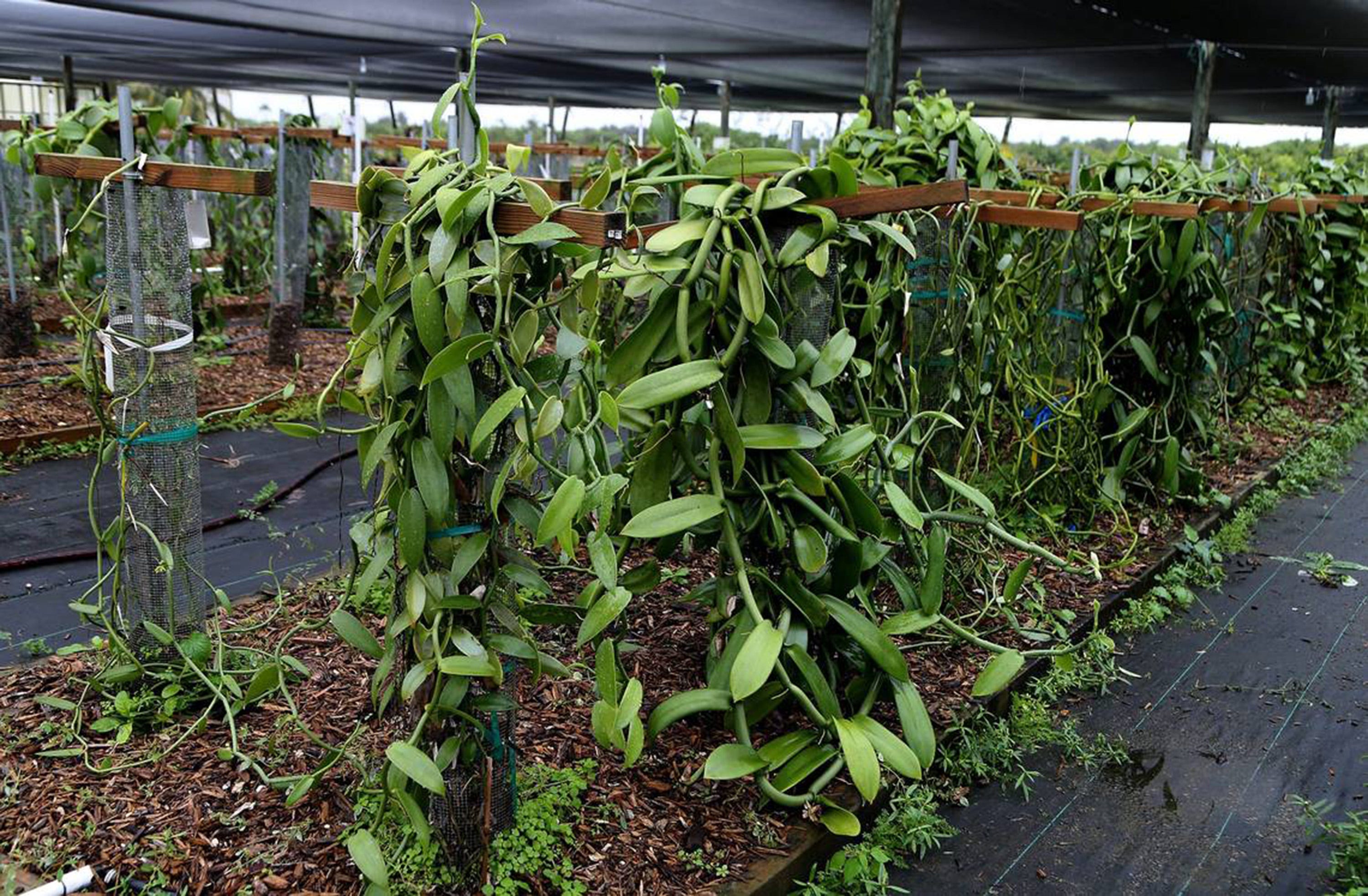 Exotic New Vanilla Crop Could Put Florida On World Spice Map