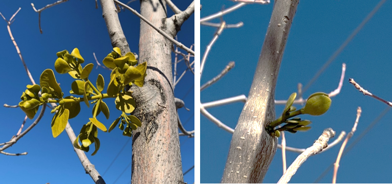 Mistletoe Ranges Are Changing So Are Recommendations On What To Do About It The mistletoe collection captures the spirit of the holiday season. mistletoe ranges are changing so are