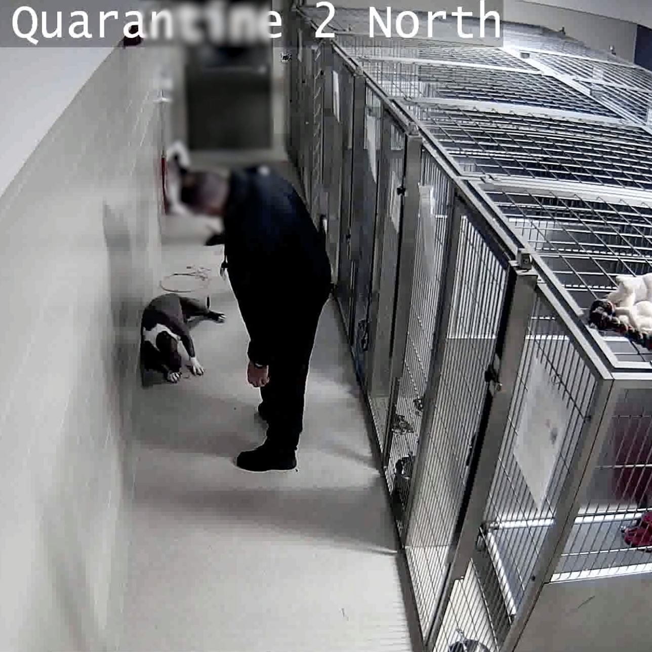 Watch as an Oakland animal control supervisor is bitten by dog