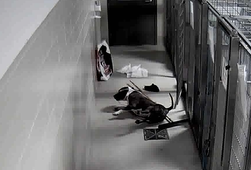 Pit bull that attacked Oakland County shelter worker had bitten before