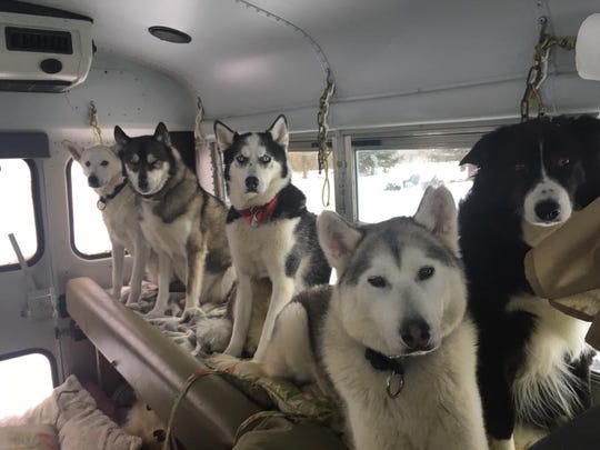 Door County Sled Dogs Will Be At Milwaukee Public Museum
