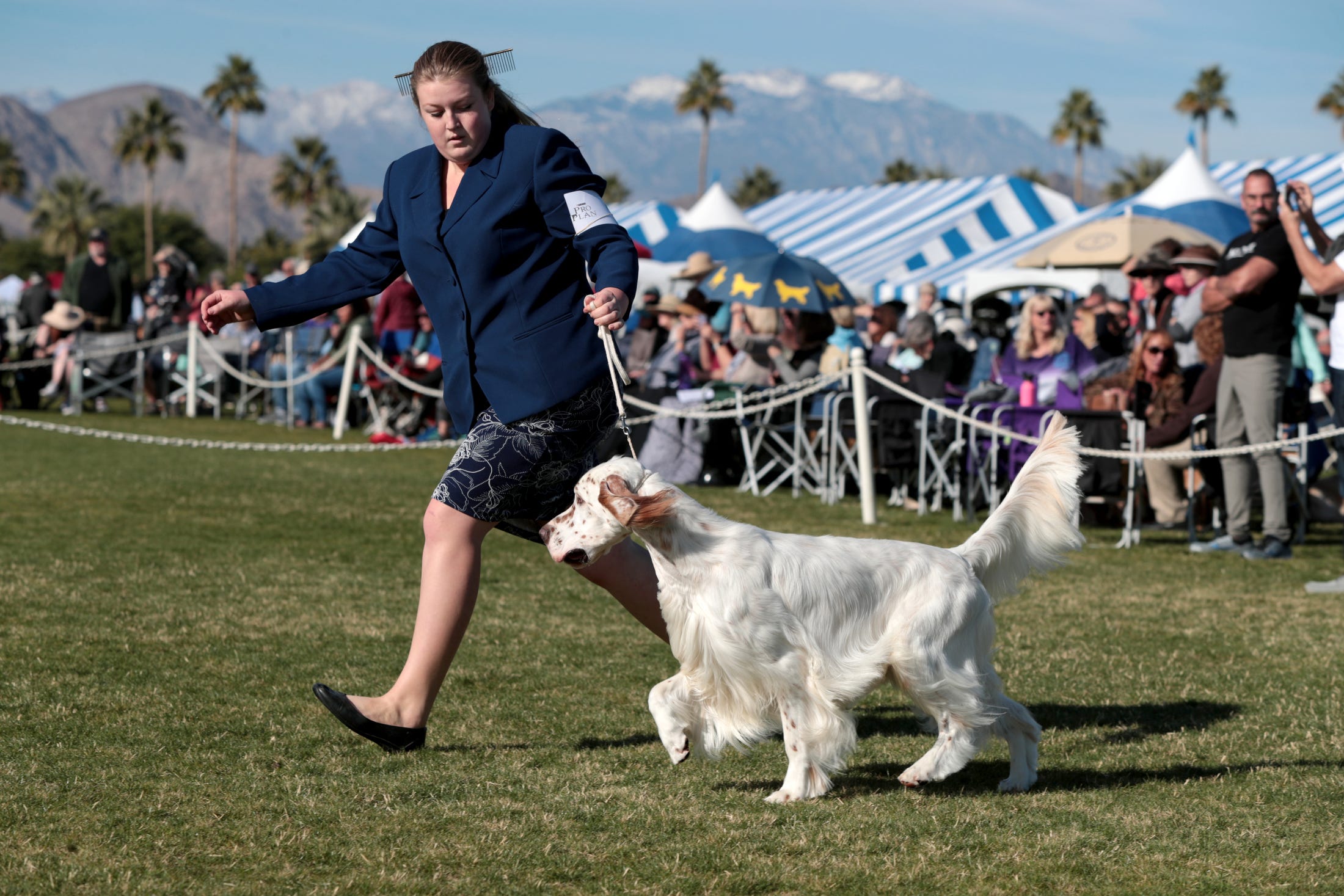 dog show handler outfits