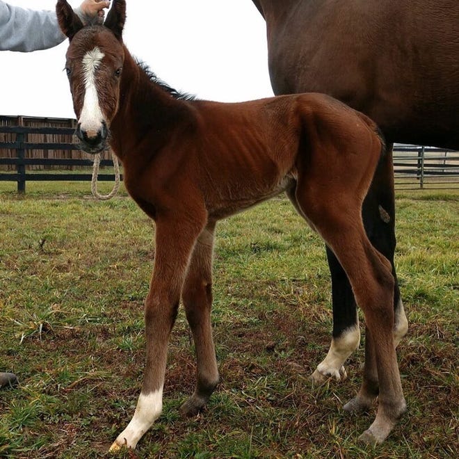 Justify's first foal was born Jan. 3, 2020, to mare Foreign Affair.