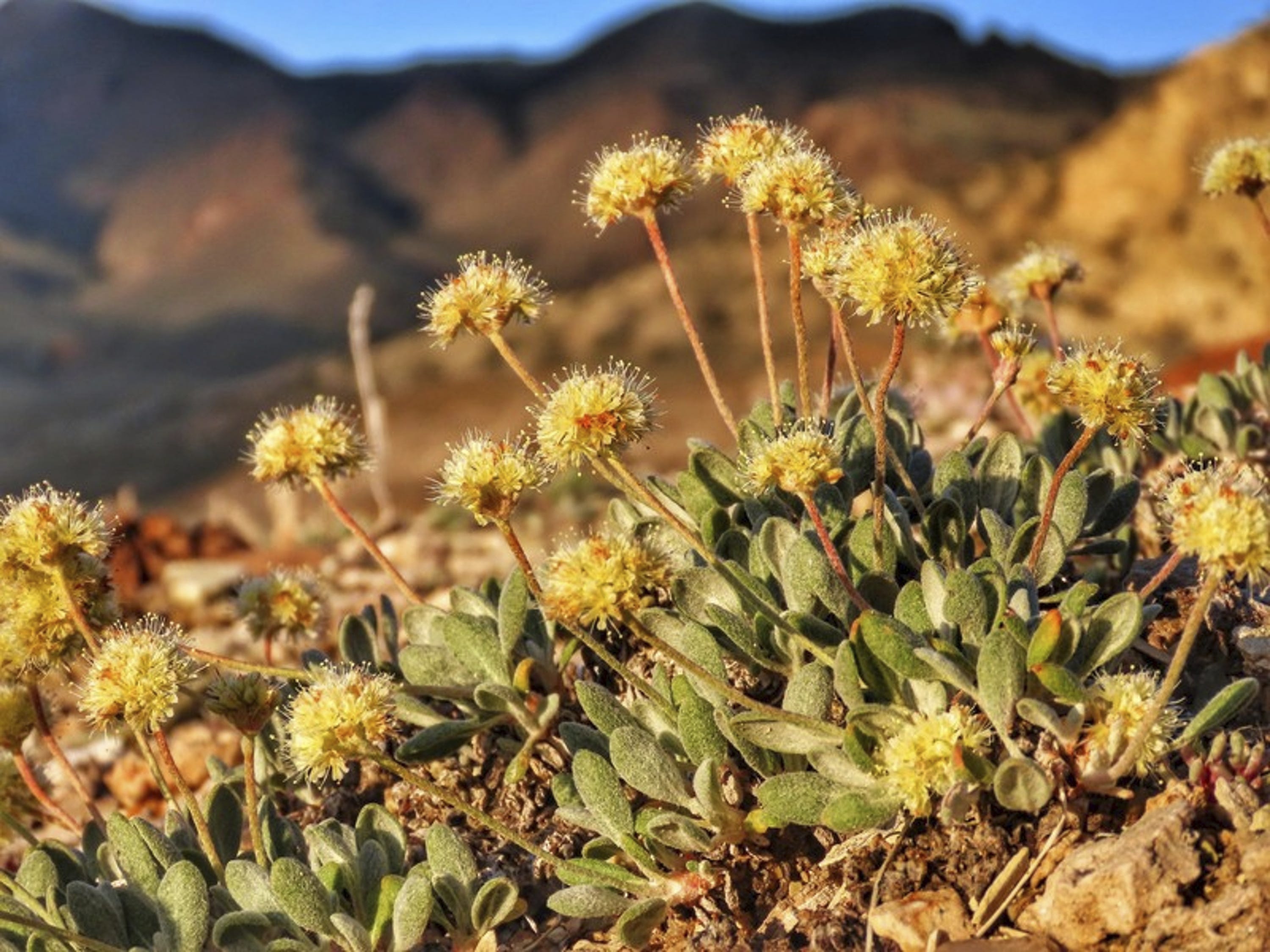 Lithium Mine On Hold In Exchange For Dropping Lawsuit Over Rare Nevada Plant