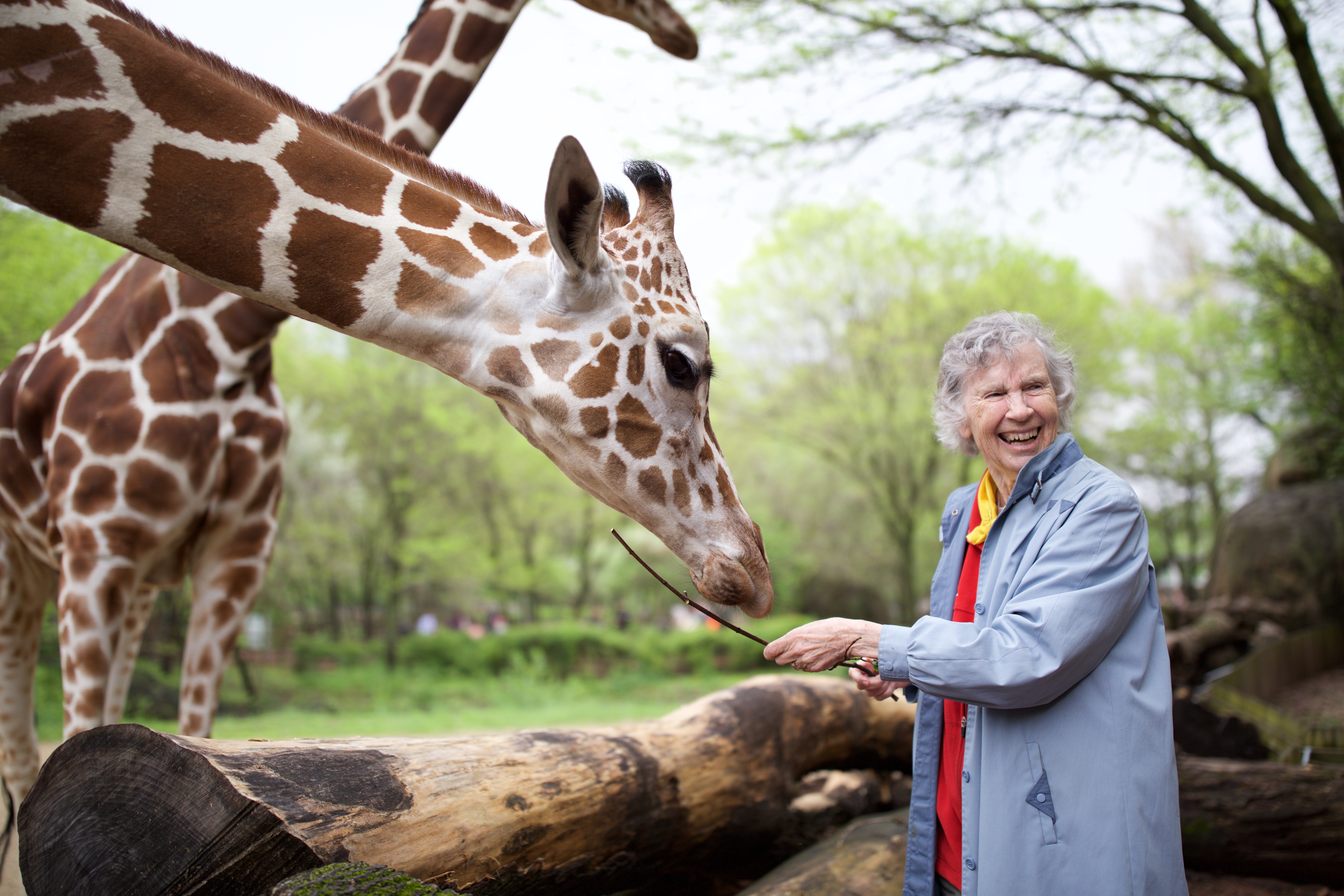 Woman Who Loves Giraffes' brings zoologist's vision to new generation