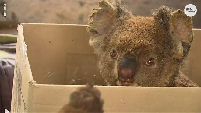 Australia Fires How To Help Animals Victims Of Australia Wildfires