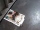 Inmates at the Mississippi State Penitentiary at Parchman talk about the huge mice or rats they see in this prison, sharing photos from Unit 29.