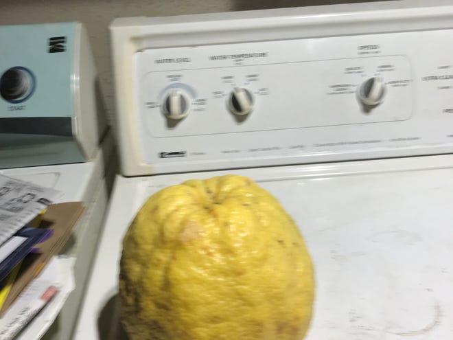 Why Those Giant Lemons On Your Tree May Not Be A Fruit At All Why Those Giant Lemons On Your Tree May Not Be A Fruit At All