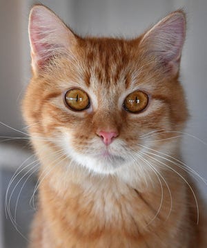 Marie is a one-year-old, orange tabby, domestic medium haired cat. She is spayed, vaccinated and microchipped. Marie is cute, playful and gets along with other cats. She is available for adoption at the Wichita County Humane Society.