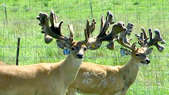 Waukesha County Deer Farm Latest In Trend Of Cwd-Positive Facilities