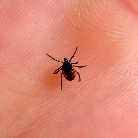 This file photo taken on July 20, 2016 at the Fren