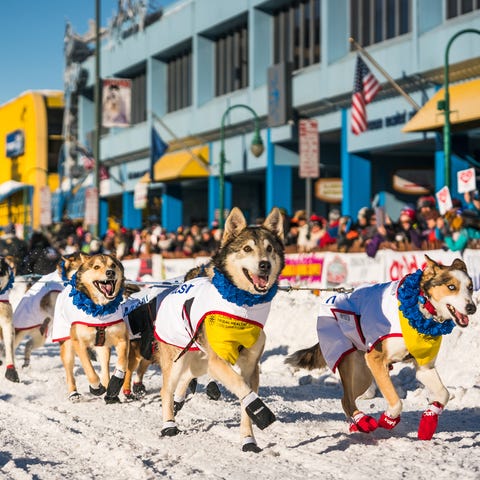 The Iditarod sled dog race starts in Anchorage com