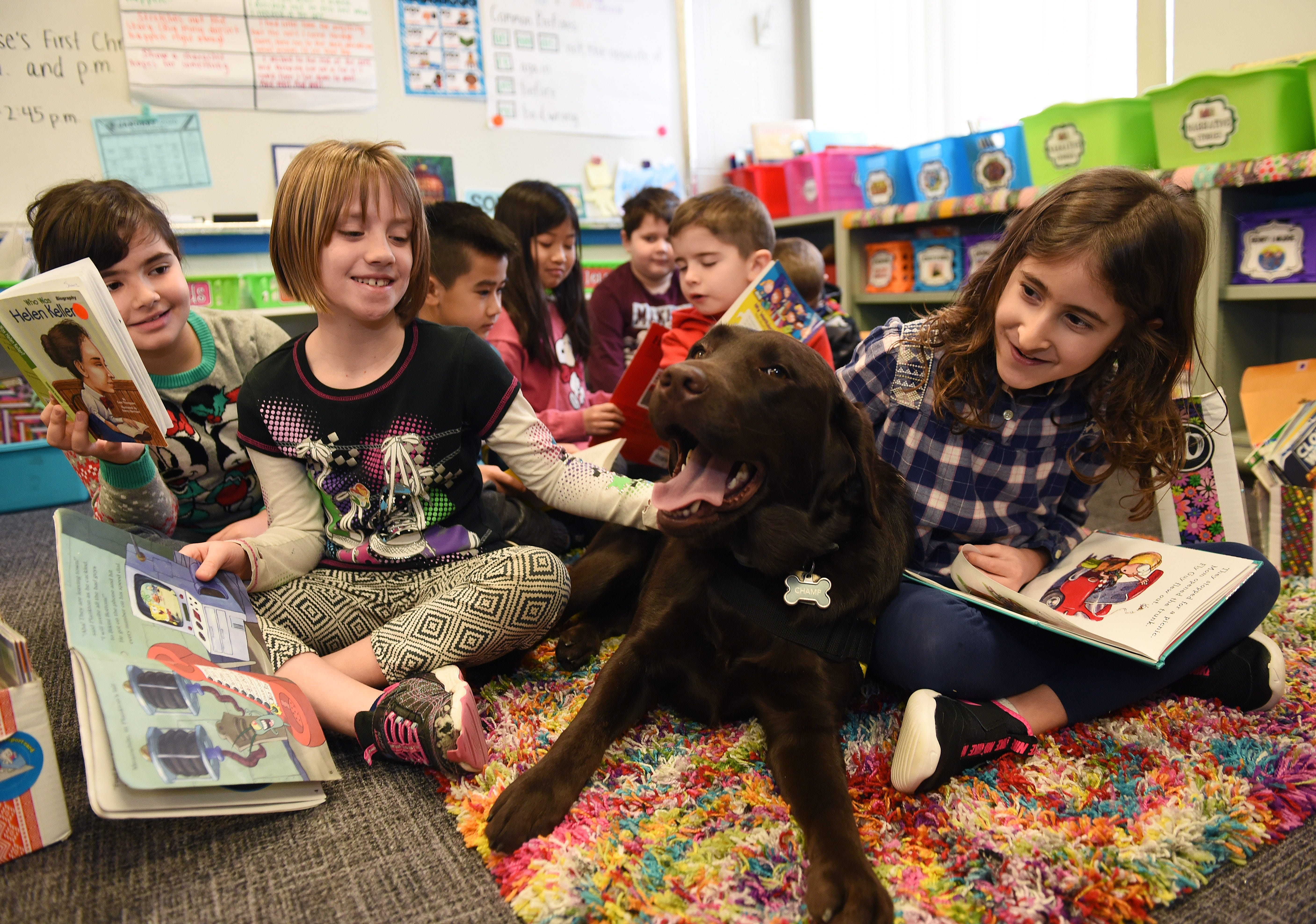 Comfort dogs in sales schools