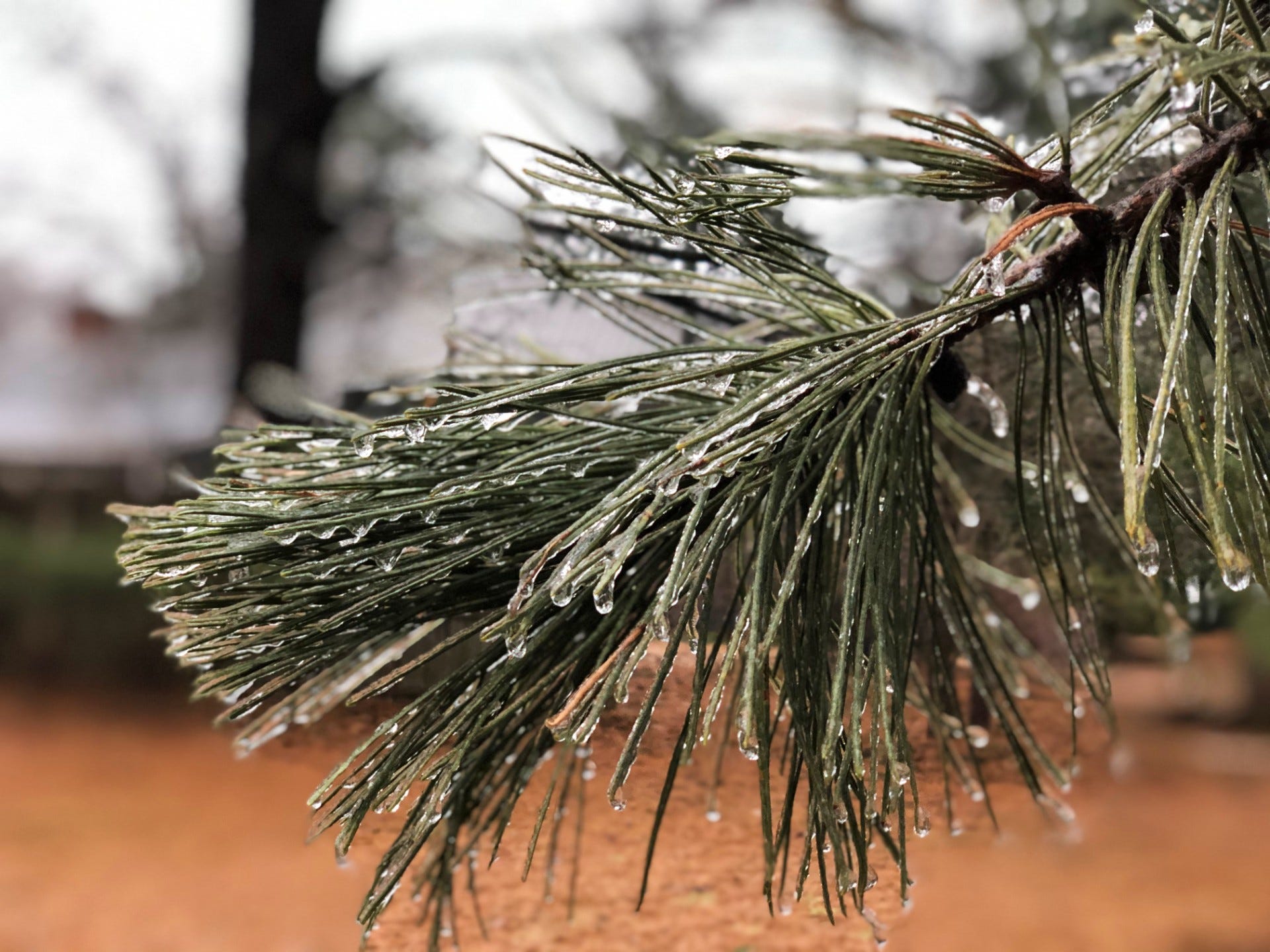 Burlington VT weather Latest first freeze in 102 years