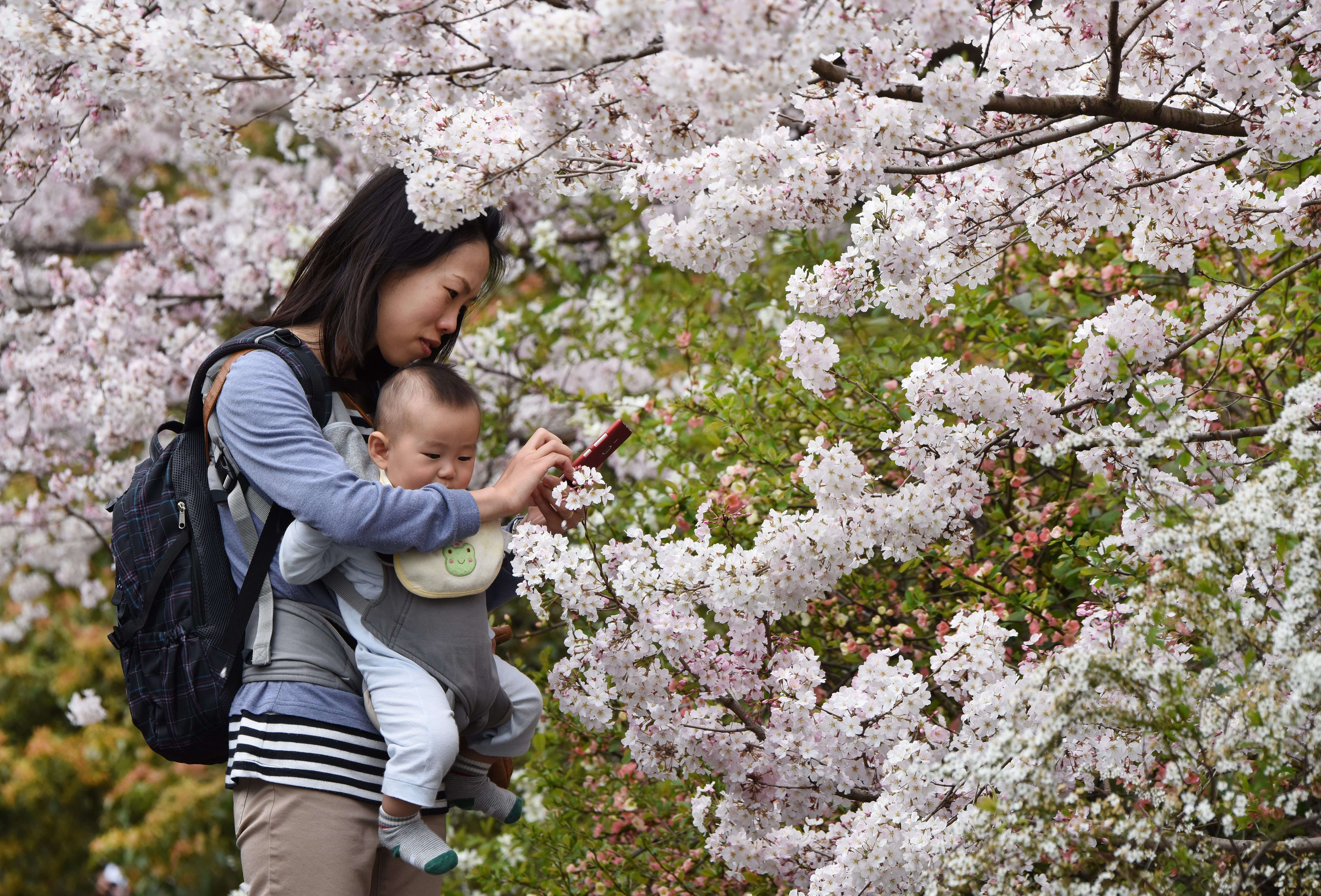 Японская тетя и племянник. Любование природой в Японии. Уроки любования природой в Японии. Япония дети.