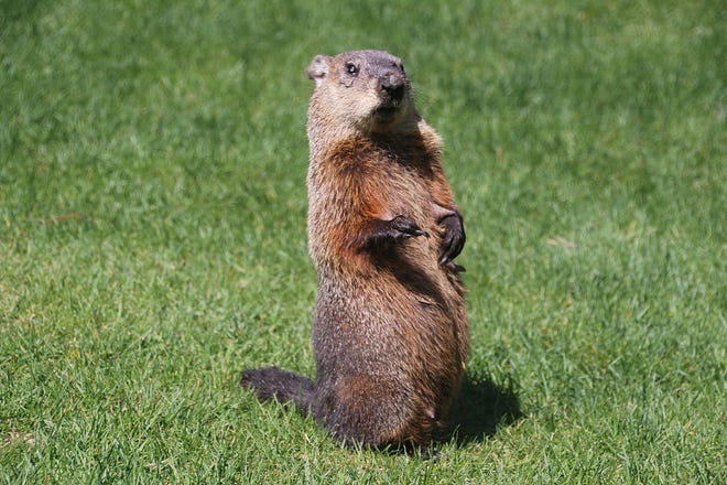 Why wait for spring to have fun? Groundhog Day on Haddon Square will bring a wintertime festival to Haddon Township on Feb. 1.