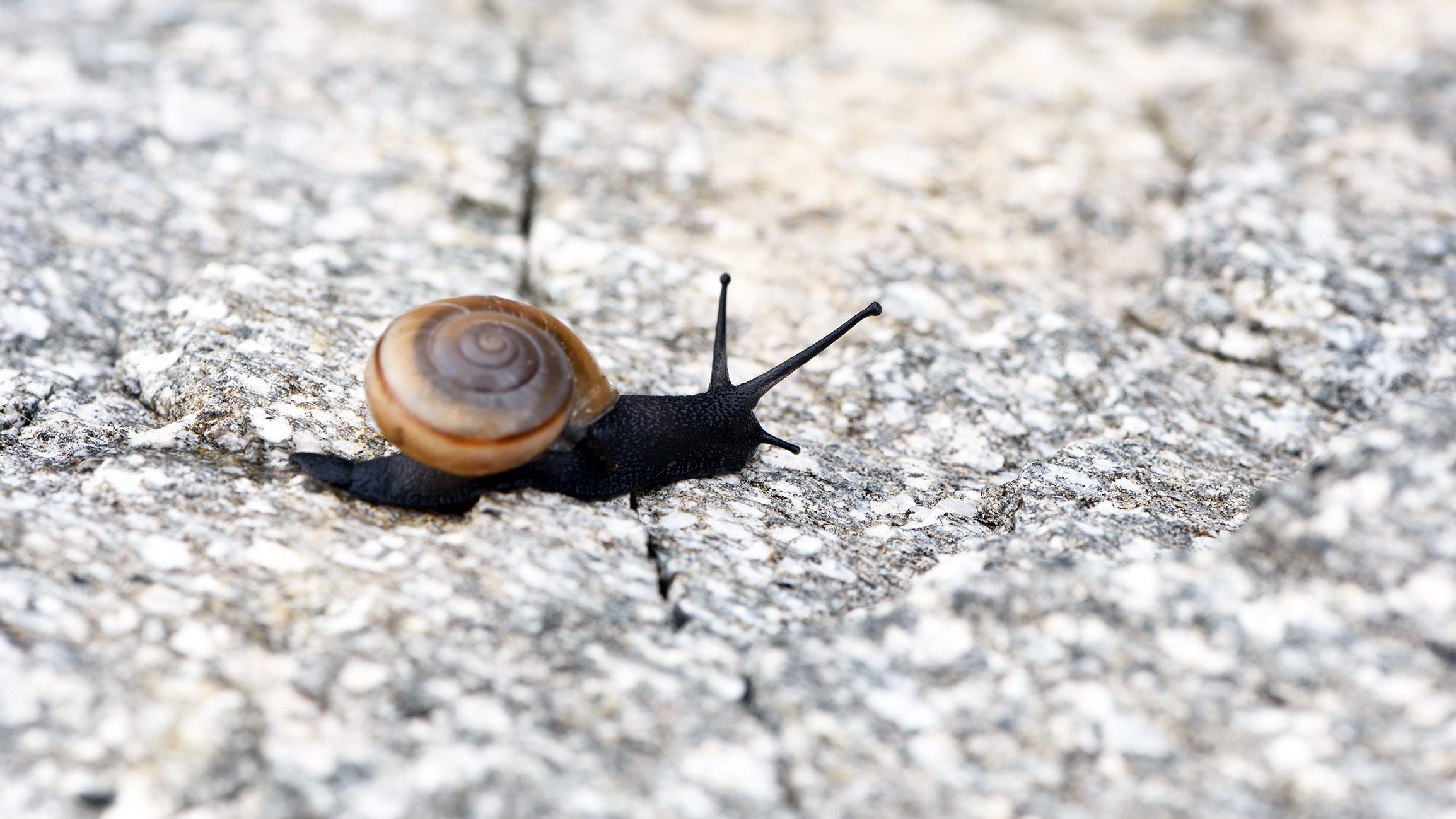 Snails Can T Live In The California Desert Or Can They Snails Can T Live In The California Desert Or Can They