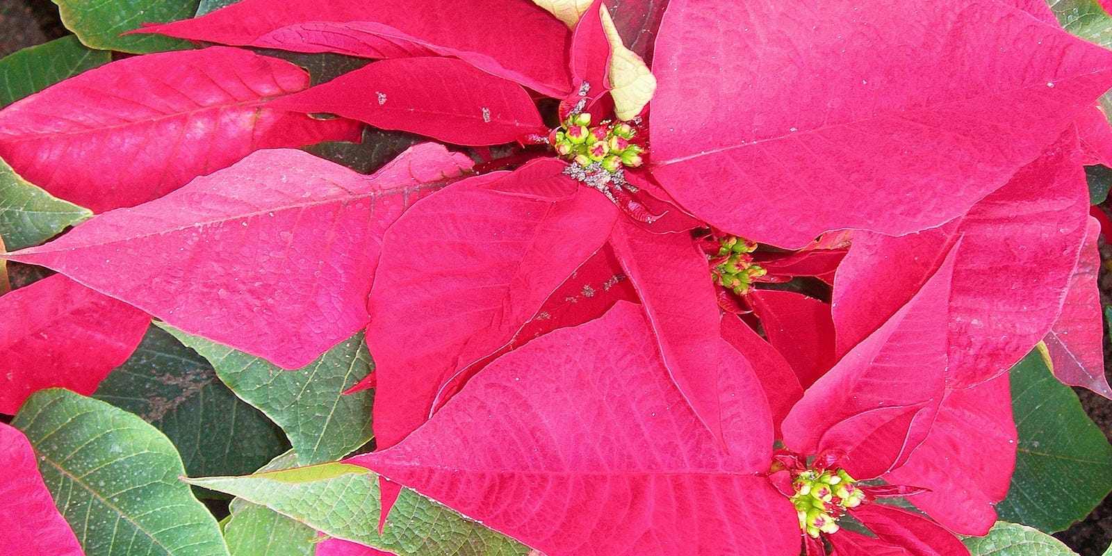 Florida gardening Poinsettias need dark nights and room to grow
