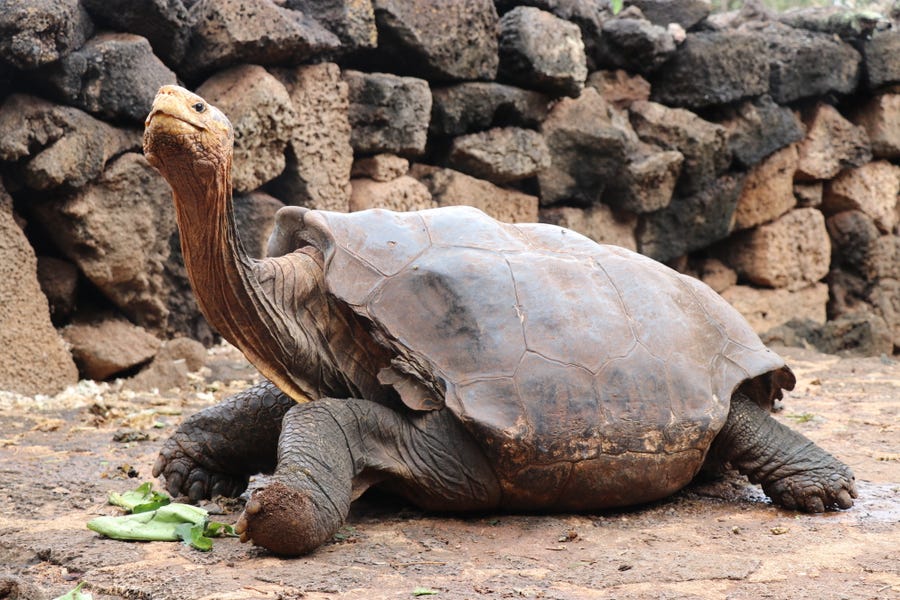 Diego, the giant tortoise of the Espanola Island, will return to its habitat this year after the end of a captive breeding program of the Chelonoidis hoodensis, which saved the species.