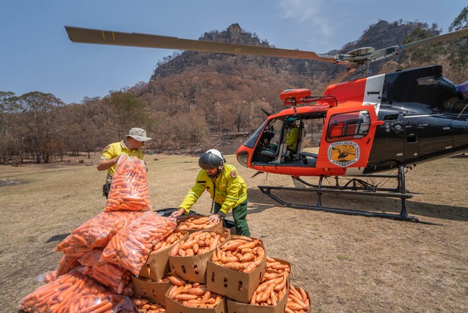 The NSW National Parks and Wildlife Service dropped thousands of pounds of carrots and sweet potatoes from helicopters to assist the Brush-tailed Rock-wallaby population.