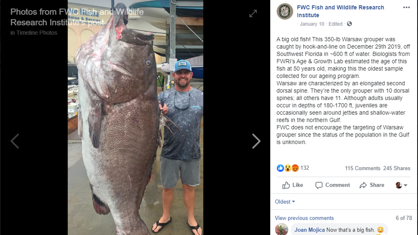 Giant 350-lb Warsaw grouper caught off Southwest Florida coast a rare research opportunity - Naples Daily News