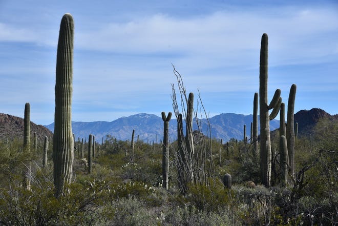 A missing man was found dead in Saguaro National Park on Wednesday.