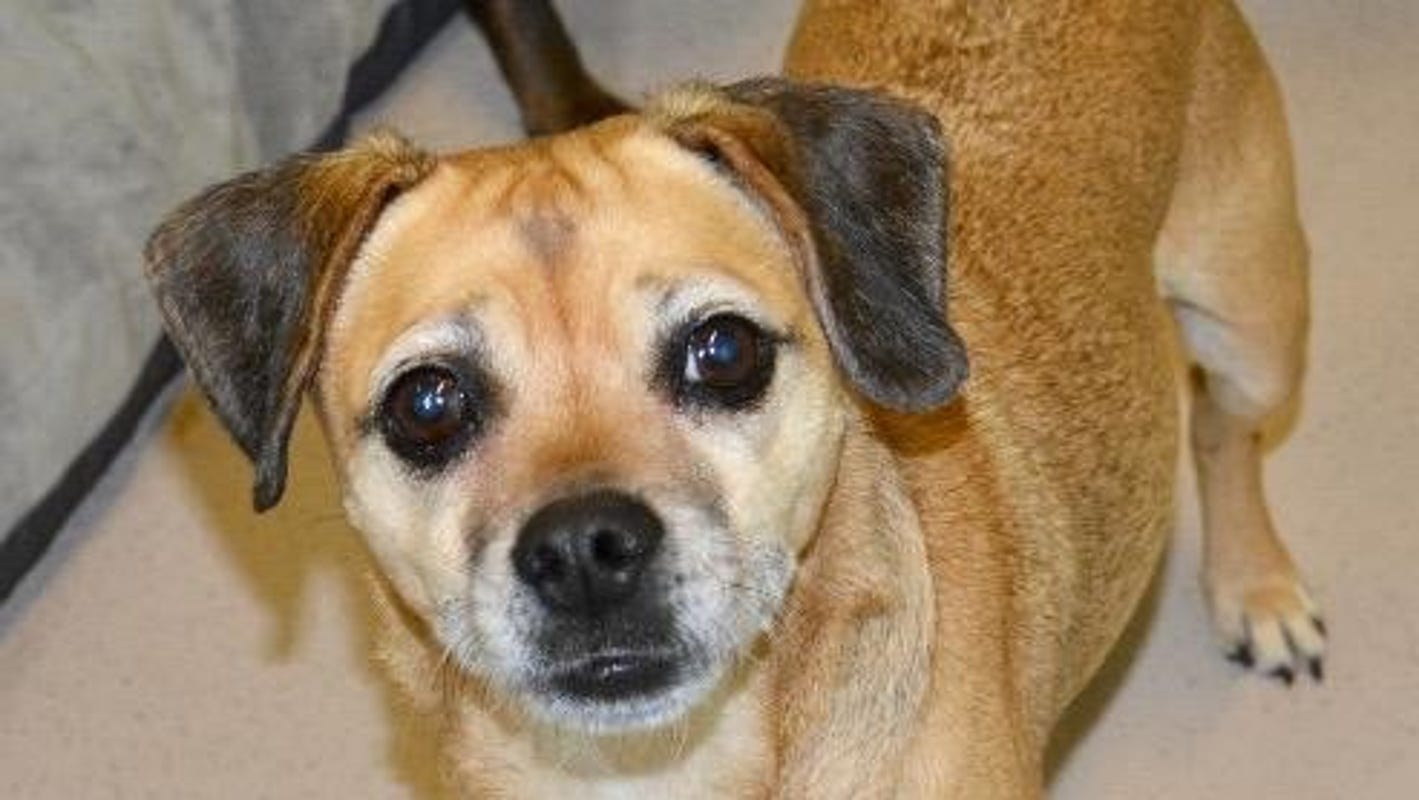 South Jersey Regional Animal Shelter: Protect your pets from cold