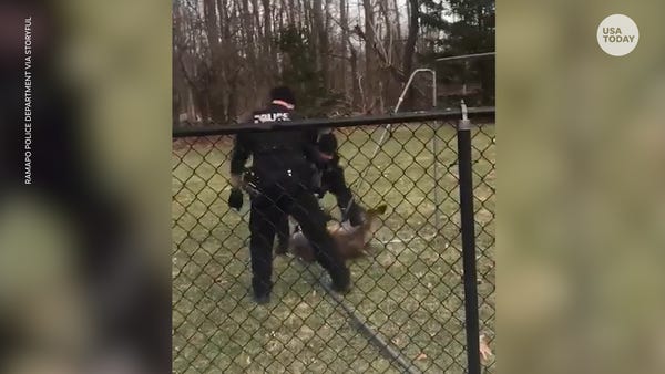 New York police officers rescue a deer stuck in a 
