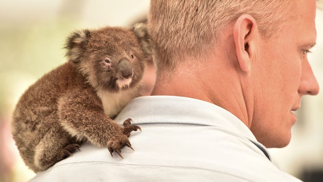 Australia Fires What To Know Map Animals Evacuations Deaths Australia Fires What To Know Map Animals Evacuations Deaths