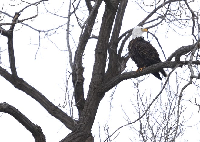A bald eagle is perched in a tall tree overlooking the Fox River on Jan. 15 in Appleton.